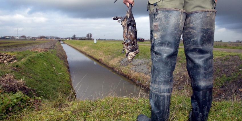 Zachte winters zorgen voor toename beverratten