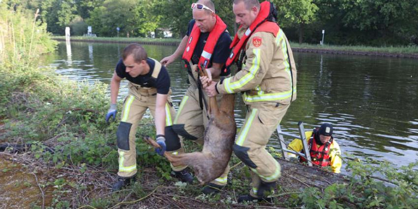 Brandweer redt hert van verdrinkingsdood