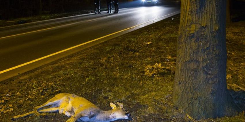 Overstekende ree overleden bij verkeersongeval in Boxtel