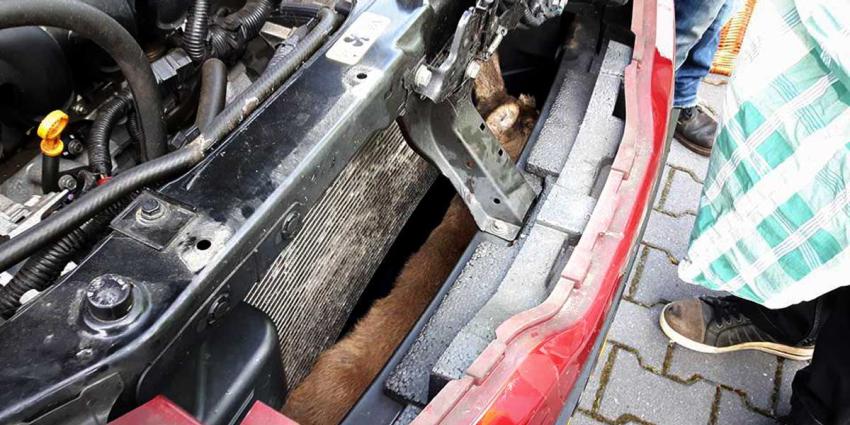 Reebokje overleeft aanrijding met auto op wonderbaarlijke wijze