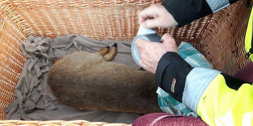 Reebokje overleeft aanrijding met auto op wonderbaarlijke wijze