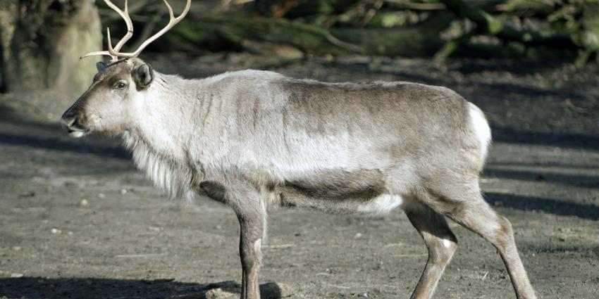 foto van rendier | Ouwehands Dierenpark