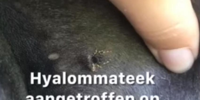 reuzenteek, aantreffen, wageningen