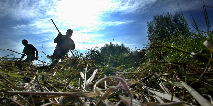 riet-hooien-riek-waterstand