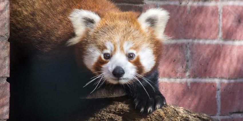 DierenPark Amersfoort verwelkomt panda’s