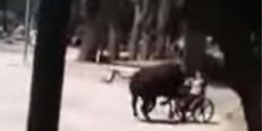 Dolle stier neemt kind in rolstoel op de hoorns