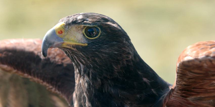 Amsterdam wil minder dieren op evenementen