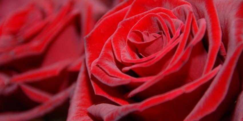 Gerry Holland deelt rozen uit bij presentatie nieuwe singel