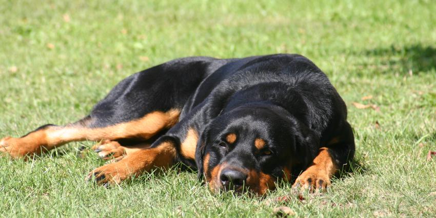 rottweiler-hond