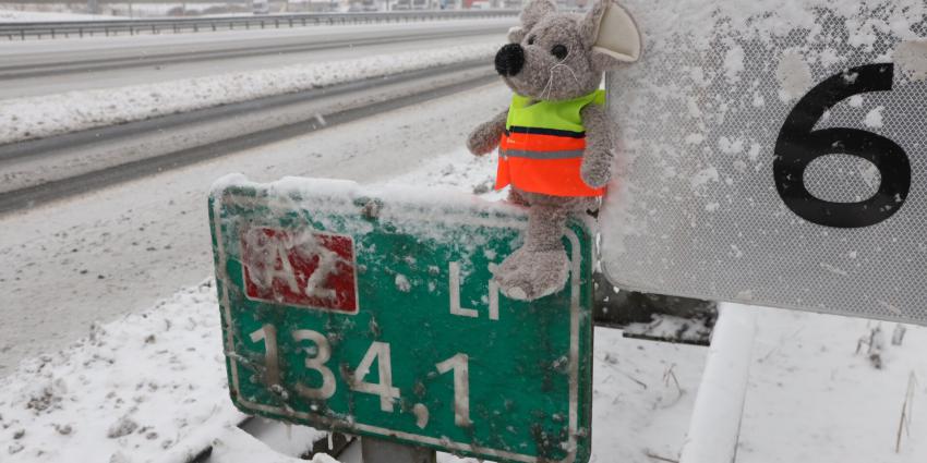 Spitsmuis langs snelweg