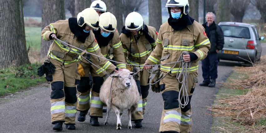 schaap-brandweermannen-touw