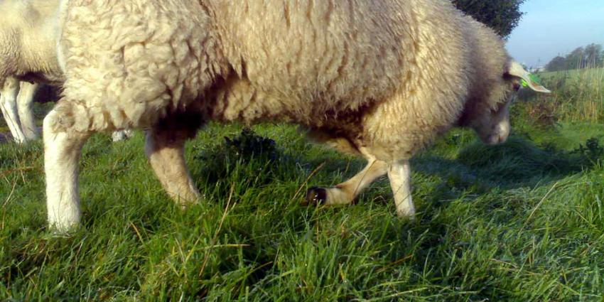 Foto van schaap in weiland | Archief EHF