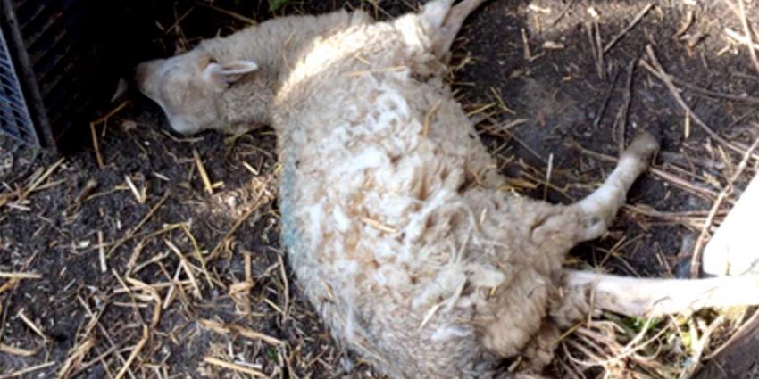 Ruim 30 schapenkadavers bij Gelderse veehouder aangetroffen