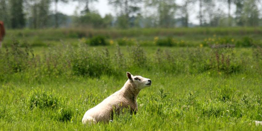 Drie schapen en zes lammeren dood aangetroffen