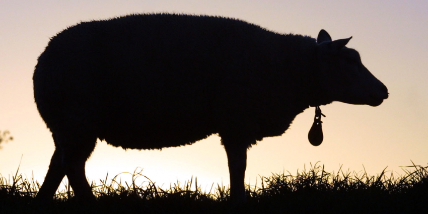 Schaap wandelt 10 kilometer over A2