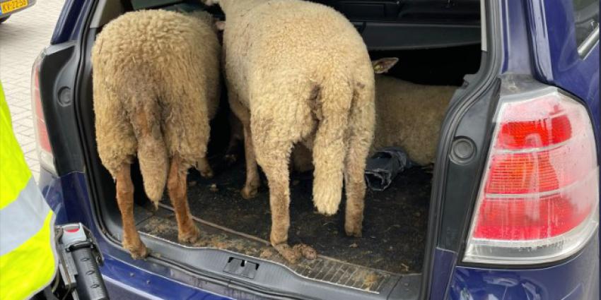 Drie mannen aangehouden voor stelen van schapen