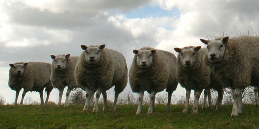  Herdershond doodt en verwondt schapen in Hoofddorp
