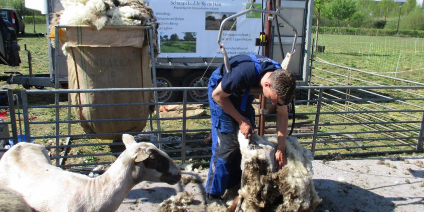 Foto van scheren schaap