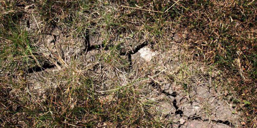Spoedreparatie dijk bij Reeuwijk vanwege droogte