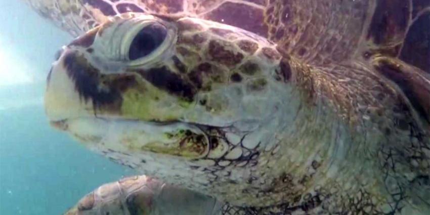 Schildpad blijkt zwemmende 'spaarpot' te zijn