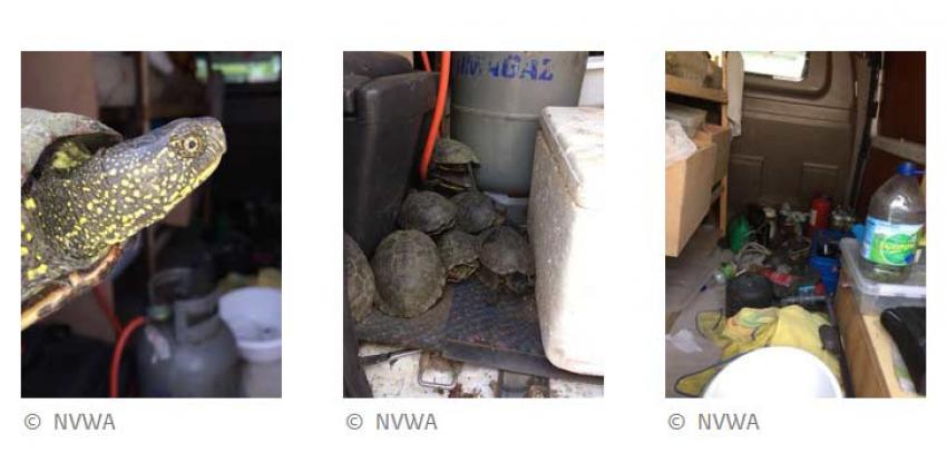 NVWA en politie nemen 136 verwaarloosde schildpadden in beslag