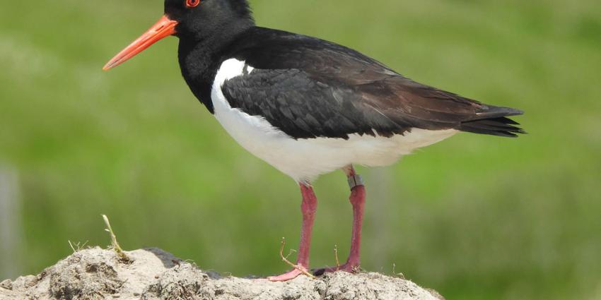 Vogelbescherming dient Europese klacht in tegen Nederland over bescherming van weidevogels
