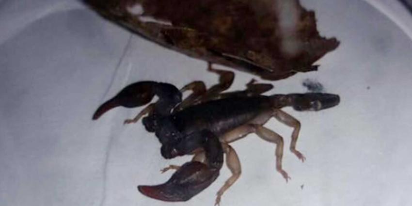 &#039;Rivierkreeft&#039; in toiletpot blijkt giftige schorpioen 
