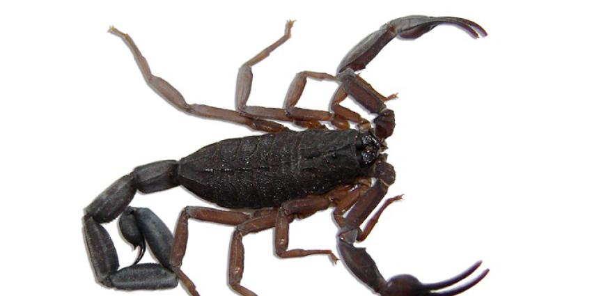 Foto van schorpioen