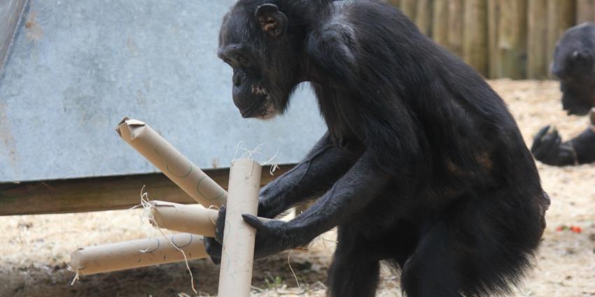 Chimpansee Sjors 50 jaar in Dierenpark Amersfoort