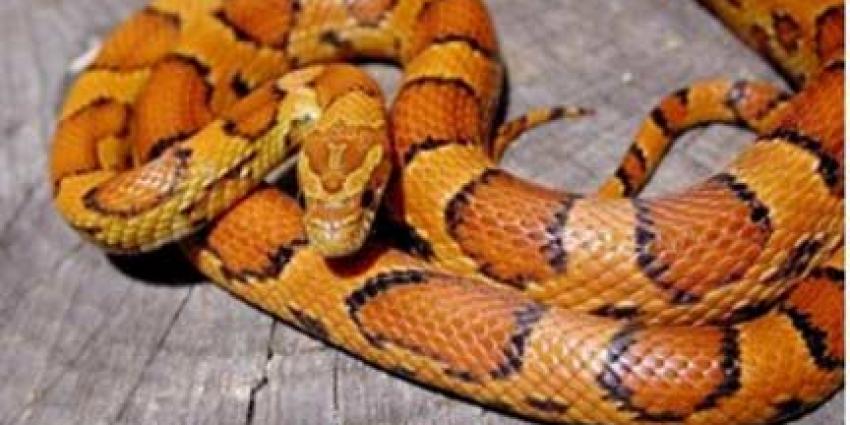 Tientallen exotische slangen gestolen in Heteren