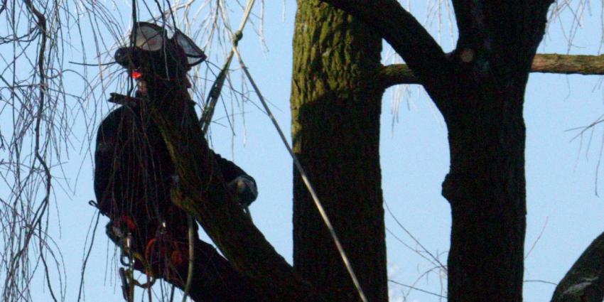 Man overleden bij snoeiwerkzaamheden in Vlaardingen