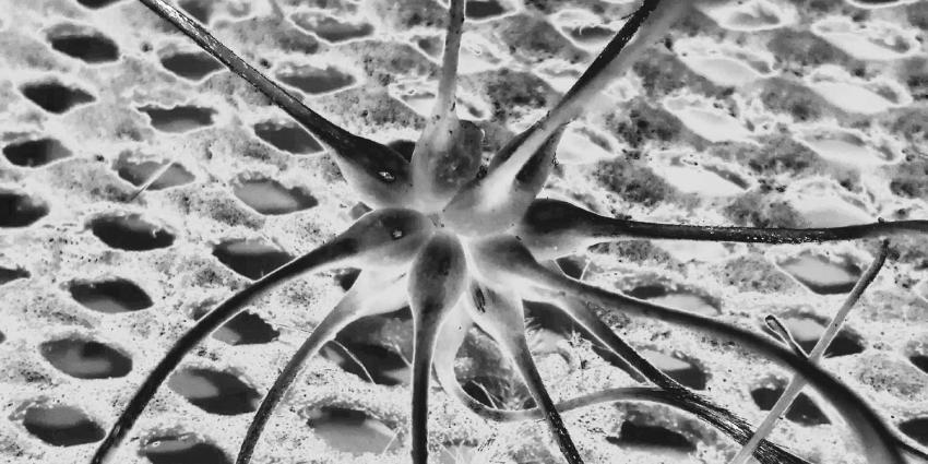 spermatozoide-zaadcel-eicel