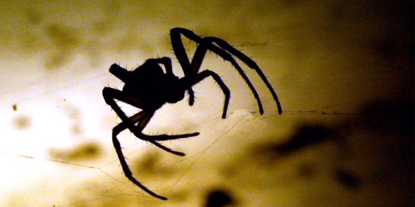 Supermarkt ontruimd na aantreffen agressieve spin op de groenteafdeling