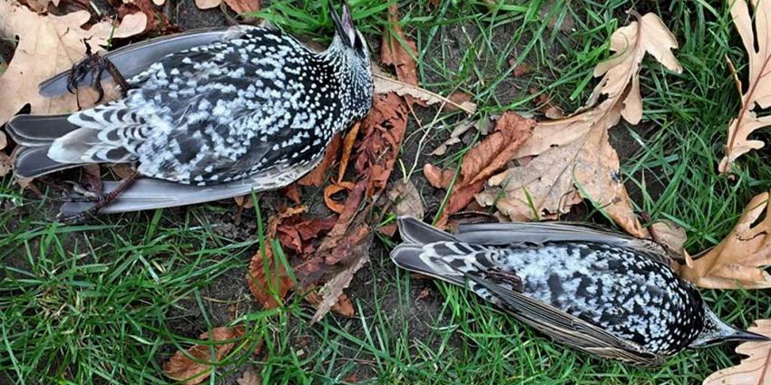 Tientallen Haagse spreeuwen vallen 'bij bosjes' dood uit de bomen