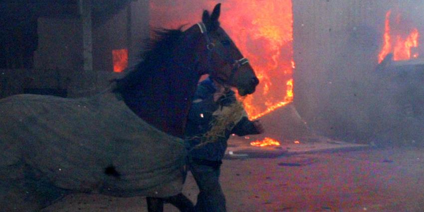Meer dan 200 duizend dieren verbrand in 2016