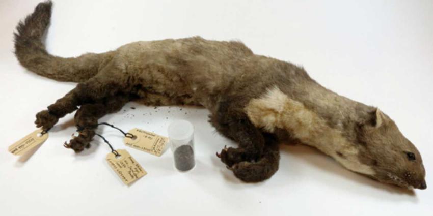 Met 18.000 volt geëlektrocuteerde CERN-marter te zien in Rotterdam