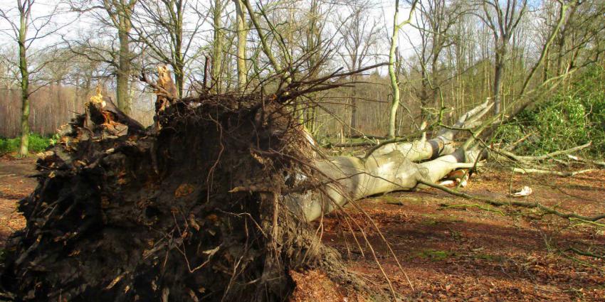 stormschade-boom-Oranjewoud