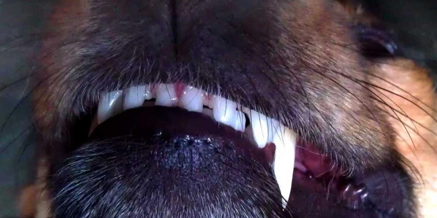tanden-bijten-hond