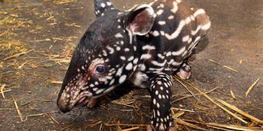 Gezonde Maleise tapir geboren in Artis