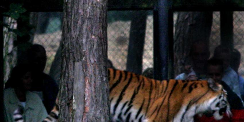 Paniek in Parijs om uit circus ontsnapte tijger