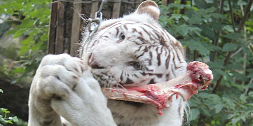  Libéma neemt drie dierentuinen uit het faillissement over 