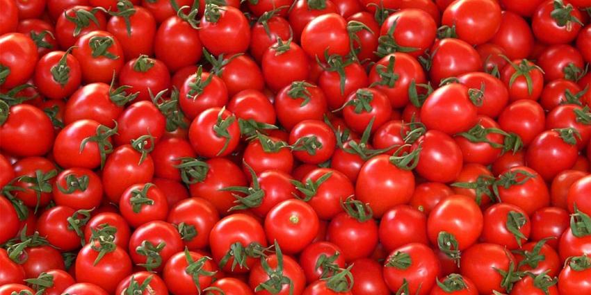 OM eist celstraffen voor fraude in Westlandse tomatenhandel