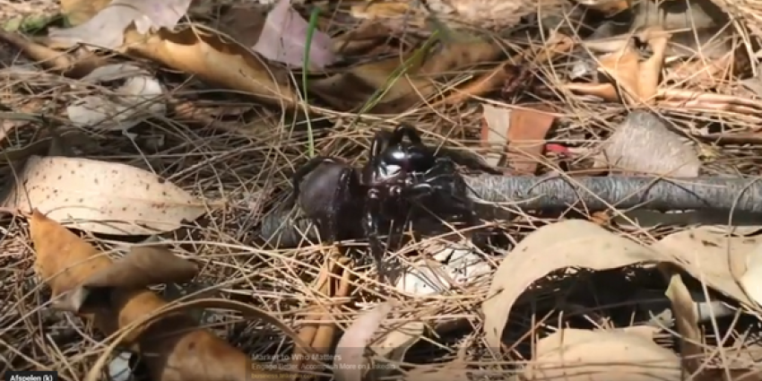 experts, Australië, waarschuwen, djodelijke spinnen