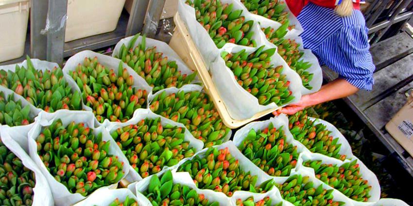 tulpen-bloemen-veiling