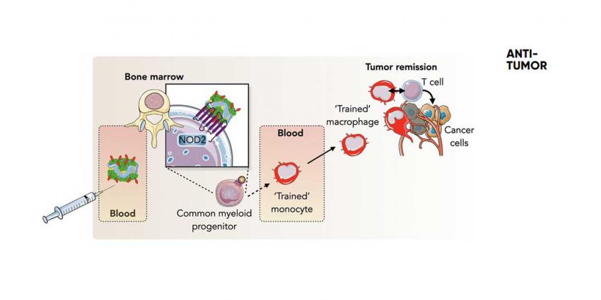 tumor-immuun