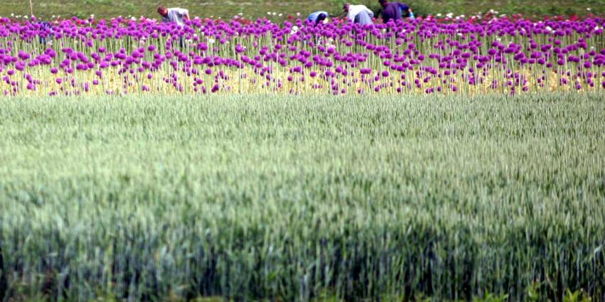 Meer uien geteeld maar minder tarwe in 2016