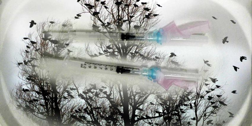 vaccinatie-naald-vogelgriep