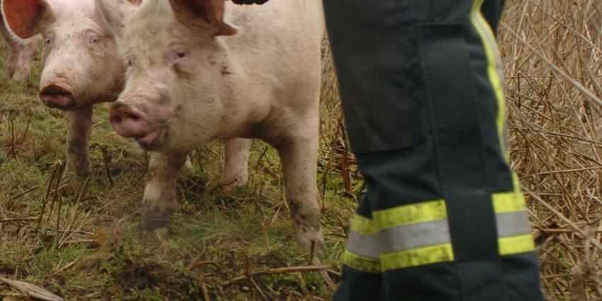2000 varkens komen om bij brand in Kruisland