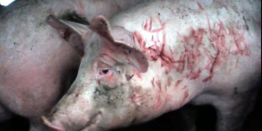 Varkens vechten tot bloedens toe op weg naar slachthuis