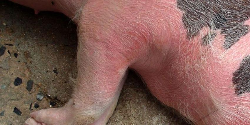 Veehouder geeft 400 varkens 10 maanden geen eten